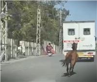 في لحظات مؤثرة حصان يلاحق سيارة إسعاف بعد أن حملت شقيقته| فيديو