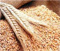أسعار القمح تقفز بنحو 60% الأسبوع الماضي بسبب التوترات بين روسيا وأوكرانيا 