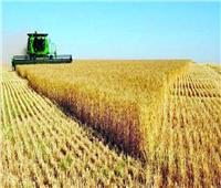 استنباط 3 سلالات جديدة عالية الإنتاجية من القمح