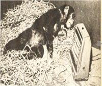في الستينيات.. الشمبانزي «شيتا» بحديقة الحيوان تنتقم من مدفأة الدكتور‬