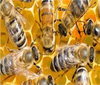ذكور النحل تقتل نفسها عند شعورها بأجواء حارة
