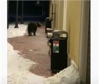 الدب الجائع يحتل عناوين الصحف الإيطالية |فيديو  