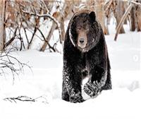 الدب الروسي الرياضي