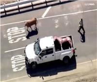 فيديو لبقرة هاربة تسبب ارتباك للمارة علي الطريق السريع    