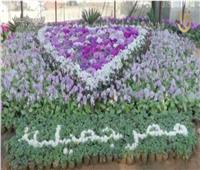 الري: معرض «زهور الربيع» الأقدم على مستوى مصر | فيديو