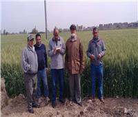مدرسة حقلية ببورسعيد لمزارعى محصول القمح.. لزيادة الإنتاجية