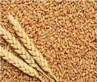 «الزراعة»: المؤشرات الأولية لمحصول القمح مبشرة للغاية