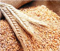 قرار هام من التموين لمزارعي القمح