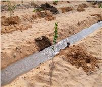 ضمن مبادرة «أحلى وهي خضرة».. زراعة 200 شجرة ليمون بسوهاج