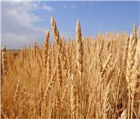 «صناعة الحبوب»: حافز القمح سيجعل المزارعون يقبلون على التوريد 
