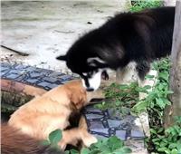 لقطات مذهلة لوفاء الكلاب.. ينقذ صديقه من الغرق بتايلاند | فيديو
