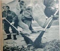 مفاجأة حديقة الحيوان في 1968.. الفيل ينظف الشوراع بـ «زلومته»