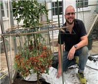 غرائب «جينيس».. مزارع يحطم رقماً قياسياً في زراعة الطماطم
