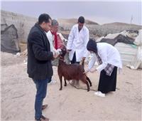 قافة بيطرية لعلاج ماشية المزارعين وصغار المربين بشمال سيناء