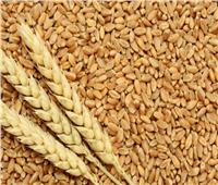 الزراعة: اكتفاء ذاتي من القمح بانتهاء موسم التوريد| فيديو