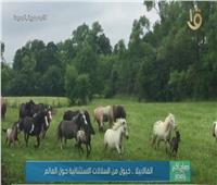 «الفالابيلا».. خيول من السلالات الاستثنائية حول العالم | فيديو 