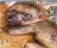 ولادة «ليمور» المهددة بالانقراض في حديقة حيوانات فلوريدا       