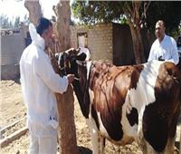 تحصين 68 ألف رأس ماشية ضد الحمى القلاعية والوادي المتصدع في بني سويف