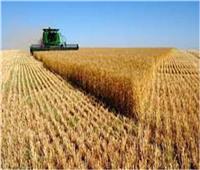 أوكرانيا في تحذير قوي: ارتفاع أسعار الحبوب عالميًا سيستمر