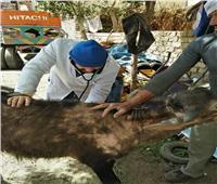 قافلة بيطرية من جامعة الزقازيق تعالج 1431 حيوان وطائر بقرية بالشرقية