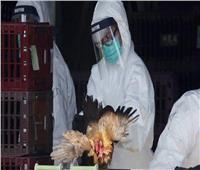 العثور على أول حالة إصابة بأنفلونزا الطيور في ثعلب باليابان   