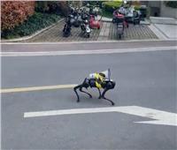 كلاب روبوت «مرعبة» بشوارع الصين لتنفيذ حظر كورونا | فيديو
