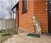 كلب وفي.. قُتلت صاحبته بأوكرانيا فانتظرها شهراً أمام المنزل    