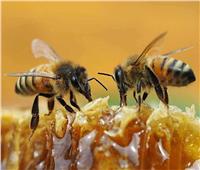 الزهايمر يصل النحل.. ما السبب؟