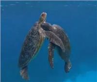 مشهد نادر.. السلاحف ترقص في أعماق البحر الأحمر | صور   