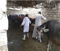 تحصين 107 ألف رأس ماشية بالاسكندرية خلال الحملة القومية الأولى لتحصين الماشية 