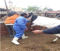 «بيطرى المنوفية»: تحصين 347 ألف رأس ماشية ضد الحمى القلاعية