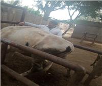 «بيطري المنوفية»: تحصين 347 ألف رأس ماشية  ضد مرض الحمى القلاعية والوادي المتصدع
