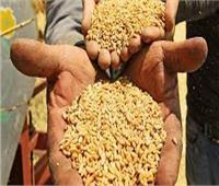  تموين الإسكندرية: نستقبل موسم القمح بـ 183.5 طن من السعة التخزينية
