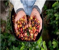 مناطق زراعة القهوة مهددة بخفض إنتاجها بنحو 50% بحلول 2050