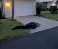 مشهد مرعب.. تمساح ضخم يتجول في شوارع  فلوريدا | فيديو