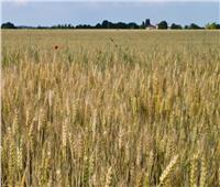 جهاز الخدمة الوطنية: استصلاح وزراعة 220 ألف فدان من القمح