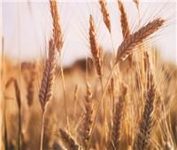 البحوث الزراعية: الرئيس السيسي اتخذ خطوة استباقية للتوسع في زراعة القمح