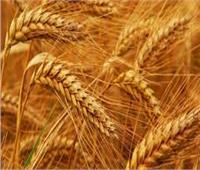 الرئيس السيسي يستمع إلى شرح للمعدات المستخدمة في حصاد القمح