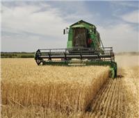 معلومات الوزراء: ارتفاع إنتاج مصر من القمح بنسبة 8.9%