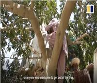 شاب باكستاني يعيش فى منزل مؤقت أعلى شجرة لمدة 8 سنوات| فيديو