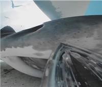 التقاط مقطع فيديو مذهل من داخل فم سمكة قرش النمر