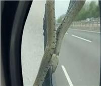 سائق بريطاني يصاب بالذعر عقب ظهور ثعبان على زجاج السيارة | فيديو