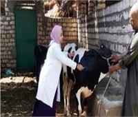تحصين 105 ألف رأس ماشية ضد الحمى القلاعية والوادي المتصدع في بني سويف