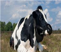 الأمير تشارلز يتعرض لانتقادات بسبب دعمه لمبادرة تخصيص أقنعة للأبقار