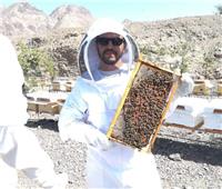 خبير يطالب بمبادرة مصرية لتطوير سلالة ملكات النحل المحلي لمواجهة مخاطر المناخ