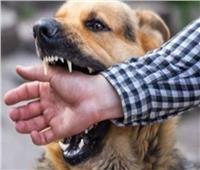 القضاء على «كلب مسعور» هاجم مواطنين بالعياط 
