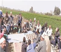 «المنوفية»: التوسع فى زراعة الذرة الشامية للحد من الاستيراد