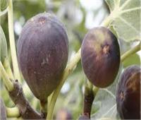 بحوث البساتين: توصيات  للحفاظ على محاصيل الفاكهة من التغيرات المناخية  