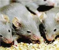 علماء يثبتون أن «الفئران» يمكنهم لعب البلاي ستيشن