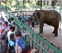 حديقة الحيوان بالجيزة تستقبل 225 ألف زائر خلال عيد الفطر  